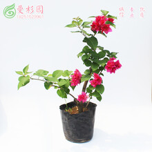 三角梅 叶子花多品种红樱云南紫金发女郎白雪公主落叶橙花蝴蝶巴西紫重瓣红盆栽庭院阳台花卉带土球发货 1cm粗颜色随机带花