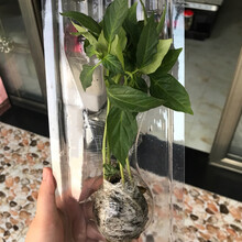 寿禾 辣神线椒种子/辣椒苗高产二荆条超辣早熟线椒苗春夏季播种寿光大棚蔬菜苗种苗四季高产特辣菜种籽菜籽 辣神F1 线椒苗 6棵