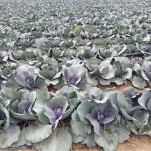 寿禾 紫甘蓝种子苗包菜大头菜春季播种早熟高产抗病可密植春季冬季蔬菜苗种苗阳台四季盆栽大棚寿光菜种籽 【寿光发货】紫甘蓝苗  10棵
