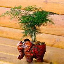 发财树满天星盆栽文竹金鱼吊兰 室内盆栽绿植花卉植物 福象文竹 含盆