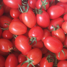 寿禾 正宗千禧圣女果种子山东寿光番茄籽多汁甜爽春季播种蔬菜菜籽种籽种子 千禧圣女果苗 24棵