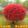 红叶石楠树苗50cm球