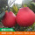 泰国三红柚4年结果苗