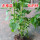 1棵老根茴香味藿香苗(高30厘米)