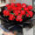 红玫瑰花20只装花语两情相