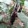 紫茄子苗 3棵(拍2件可备注品种)
