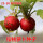 红圆樱桃种子10克10袋优惠价