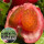 普罗旺斯番茄苗 18棵