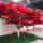 树形优美红枫树2.5厘米粗1米2左