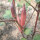 红色 红秋葵苗 5 棵