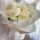 11朵白玫瑰花束【自由与你】