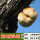 猴头菇木头种-2袋【可种600斤木