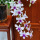 白边紫心2-3花剑带花发带育苗杯