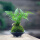 狼尾蕨苔藓球+日式三角托盘
