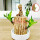 【含格鲁特】巴西木6-7厘米+白瓷盆
