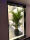 特级散尾葵1.5-1.6m-黑色圆盆