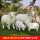 公羊+母羊+2小羊