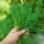狐尾藻5条（20厘米/条）