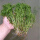 伊乐藻种子1斤