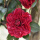 3贝拉黑玫瑰(4年苗当年开花)(买)