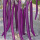 紫长茄苗 6棵 +肥料