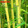 金镶玉竹1公分粗1.5米高5棵