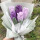 10朵紫色郁金香(5+5)