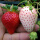 草莓100粒