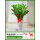 1.2-1.3米金钱树(白色波纹瓷盆)(