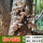香菇木头种-4袋【可种1200斤木头