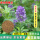 【紫花苜蓿种子净子1斤】大叶高