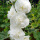 重瓣蜀葵白色500粒+种植肥料