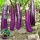紫长茄苗12棵【高产品种】