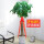 独杆发财树1.4米-1.5米含盆