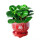 豆瓣绿1整盆+红福瓷盆