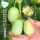 玉女水果黄瓜10粒+1包有机肥
