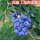 蓝丰 (五年苗 北方品种)带芽孢发