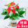 特级红掌-水培玻璃盆(6-8花)