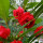 红色凤仙花种子