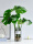 龟背竹2支-透明水培花瓶