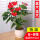 特级大盆红掌(带花68朵)+莲花陶