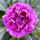 紫色凤仙花种子