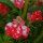单瓣红斑凤仙花种子