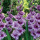 梦幻紫10球装+催花肥料