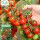 串收7号瀑布番茄种子25粒