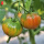 草莓番茄苗 6棵 口感型番茄