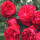红龙沙宝石月季10-20cm高一棵