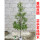 金丝楠木高度50-70厘米杯苗2