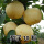 鸭梨种子10粒精装