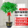 独杆发财树-1.4-1.5米+福字盆